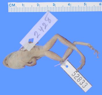 Media type: image; Herpetology A-52833